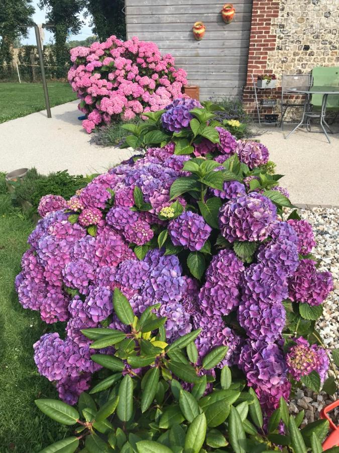 la grange aux hortensias Thiergeville Extérieur photo